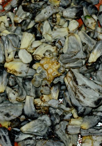 cuitlacoche