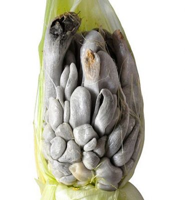 Huitlacoche: What is it & how is it used?