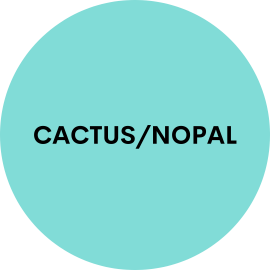 Cactus / Nopal